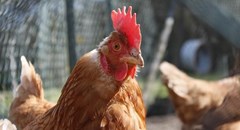 Is localisation a cure for avian woes?
