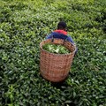 Kenya's tea exports up, output down in H1 2021 - regulator