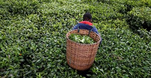 Kenya's tea exports up, output down in H1 2021 - regulator