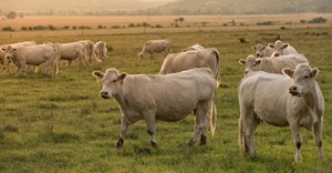Livestock communities not out of the FMD danger zone yet
