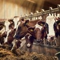 Sustainable dairy farming is also good for the bottom line