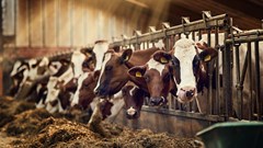 Sustainable dairy farming is also good for the bottom line