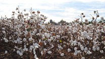 Cotton farming becomes viable diversification option for SA canegrowers