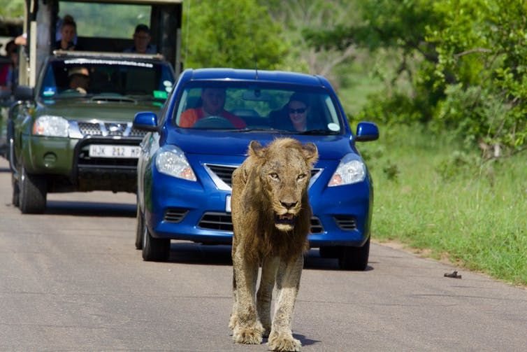 A male lion walks on the Satara road of the Kruger National Park, trailed by tourist vehicles. Alex Braczkowski