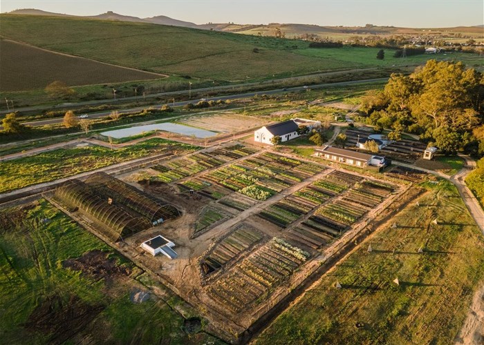 Western Cape wine farm turns old horse paddock into thriving food garden