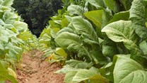 Lessons from Zimbabwe's tobacco farmers for the COP26 climate change talks
