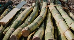 IDC relief funding provides vital lifeline to SA canegrowers