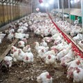 Namibia suspends poultry from Germany, Netherlands after bird flu outbreak