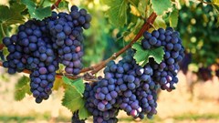 SA wine industry calls on government to support recovery and growth