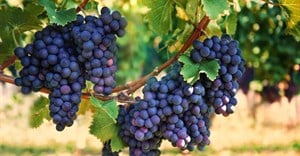 SA wine industry calls on government to support recovery and growth