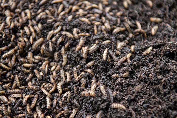 BSF larvae take, on average, 14 days to mature, after which they constitute a protein-rich food source for livestock