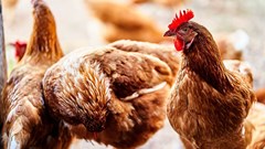 Sapa's Poultry Bulletin awarded silver, bronze in annual publishing awards