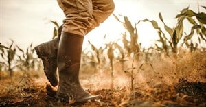 MTBPS: Structural reforms, interventions vital for SA's agricultural sector