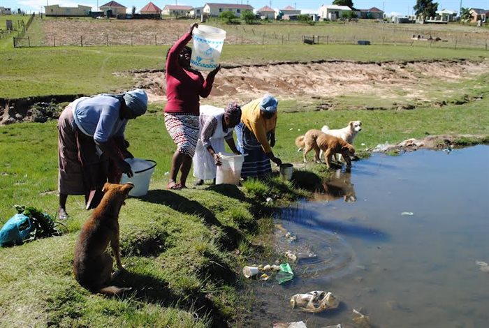 Villagers whose taps have run dry have to share dirty water with livestock and dogs. | Source: Mkhuseli Sizani.