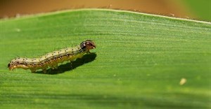 New FAO guidelines help countries limit the global spread of fall armyworm