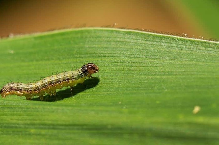 Source: Supplied - Working to stop the spread of the fall armyworm plant pest has become a global priority. Fall armyworm is already present in more than 70 countries, wreaking havoc on crops, livelihoods and food security. ©FAO/Lekha Edirisinghe