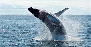 270,000 sign petition to stop Shell's seismic surveys on the Wild Coast