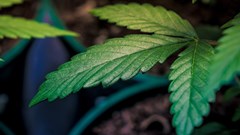 South Africa's potential in the cannabis global industry