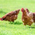 Swapping probiotics for antibiotics: How it could be a game changer for chickens, and us