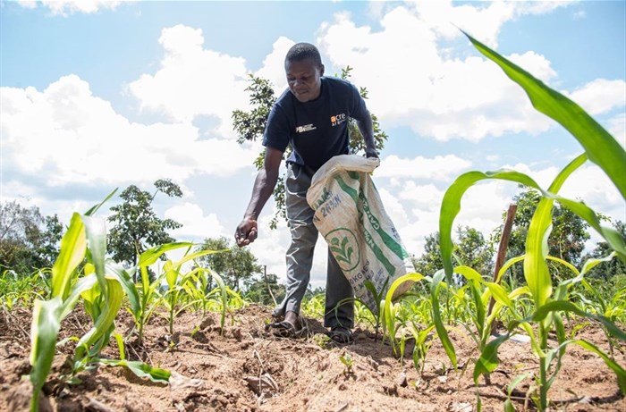 Source: Supplied | John Poi Namanjelie applies fertilizer on his farm near Bungoma in Western Kenya. He has insured crops including beans and maize