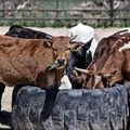 SA beef industry outlook shows promise despite challenges