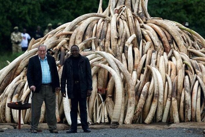 Kenyan President Uhuru Kenyatta (right) and chairperson of the Kenyan Wildlife Service (KWS) Richard Leakey (left) pose for the press after the president lit on fire parts of an estimated 105 tonnes of ivory and a tonne of rhino horn confiscated from smugglers and poachers at the Nairobi National Park near Nairobi, Kenya, 30 April 2016. Reuters/Siegfried Modola