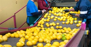 SA under US' radar for dumping lemon juice
