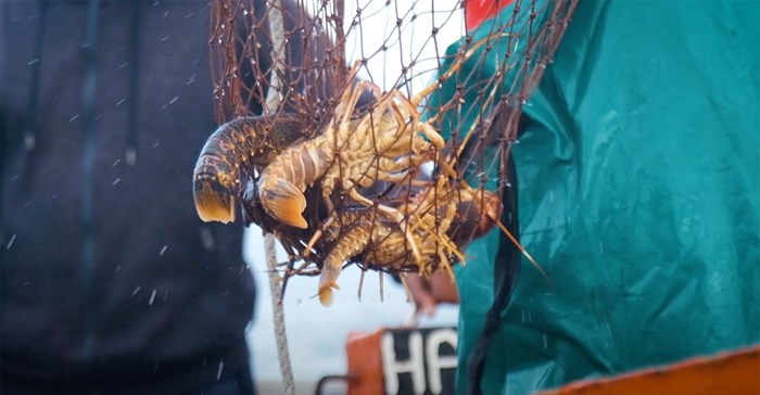 SA consumer power needed to help solve dire state of lobster fishing industry