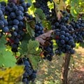 SA wine producers expect smaller crop as harvest commences