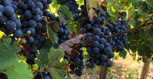 SA wine producers expect smaller crop as harvest commences