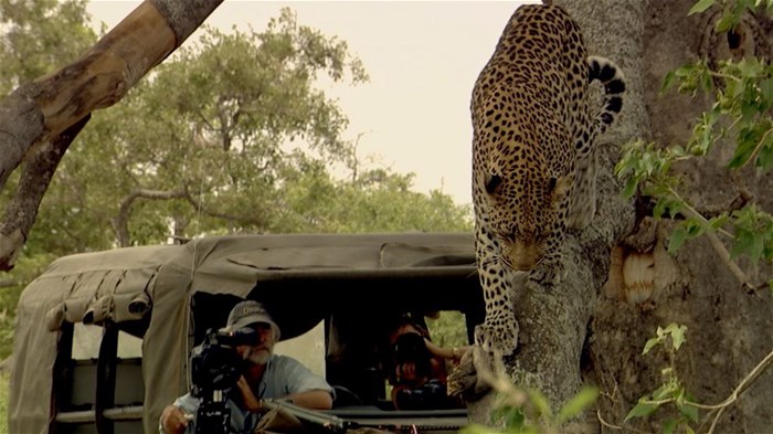 National Geographic Wild's Big Cat Month 2022 celebrates local filmmakers