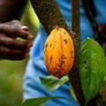 Nestle to pay cocoa farmers to keep children in school