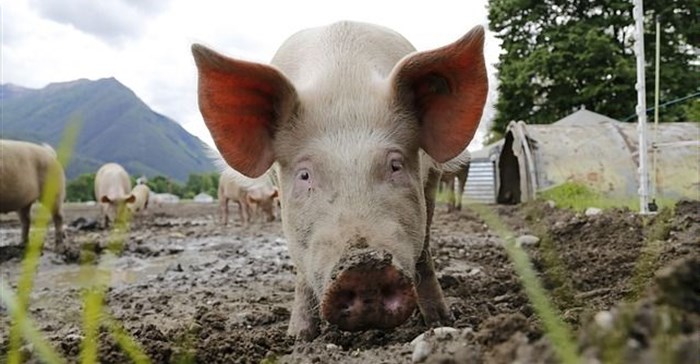 African Swine Fever detected in Southern Cape