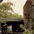 Dereck and Beverly Joubert filming Living with Big Cats