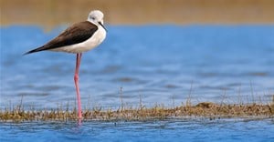 World Wetlands Day: Berg Estuary gets international recognition