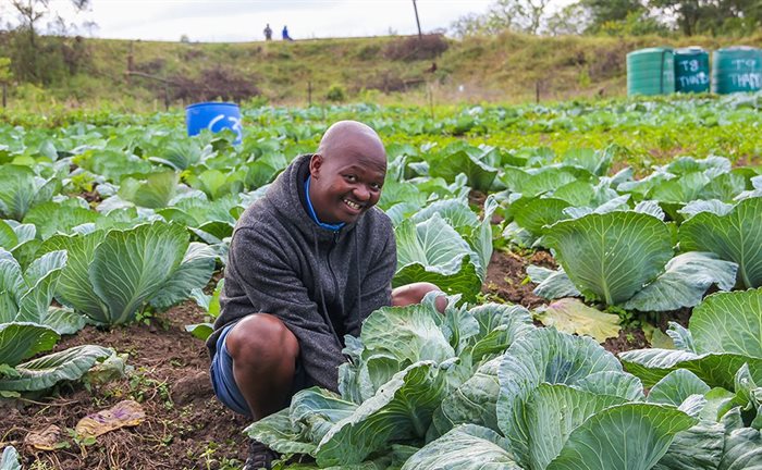 Thanda’s organic farming initiative manager, Mdex Mkhize, assisting with the harvest of<p>organic cabbages at one of the 30 small scale organic farms that Thanda supports. | Source: Supplied