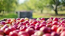Fruit industry adopts socio-economic accord