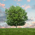 IBM launches two-year environmental programme for non-profits