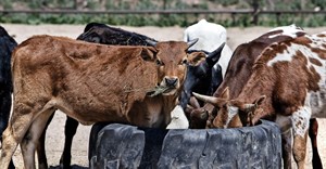 Vaccination campaign to manage FMD outbreak in KZN