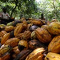 Ivory Coast tests new cocoa traceability system to fight deforestation