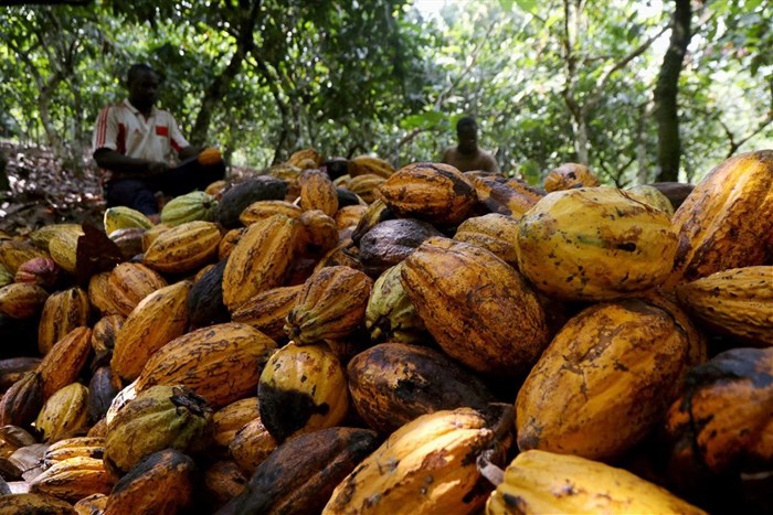 Farmers break cocoa pods at a cocoa farm in Soubre, Ivory Coast January 6, 2021. REUTERS/Luc Gnago/File Photo