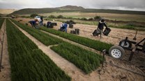 Farming boosts SA's fourth-quarter GDP growth