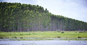 Forestry: The surprise weapon in the fight against climate change