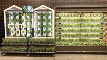 Pick n Pay spruces up fresh produce retail with in-store vertical farms