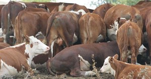 Control measures taken to prevent spread of foot and mouth disease