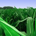 Rising atmospheric CO2 may benefit maize crops: first experiment in African conditions