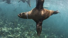 Image supplied: Saving Seals explores the history of the seal disentanglement programme