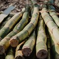 Tongaat Hulett suspends Zim sugar cane pre-payments
