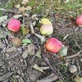 Study explores impact of drought on apple and wheat farmers in the Western Cape