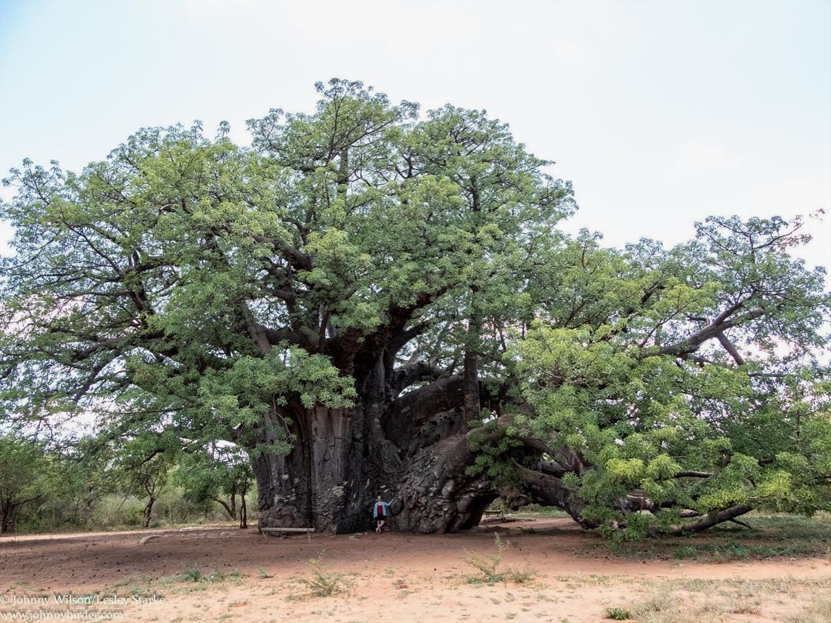 Image supplied: The Sagole Baobab